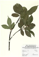 藏品(菲律賓榕)的圖片